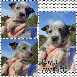 Boy 3 - Blue male Australian Cattle Dog puppy in Bradford, Arkansas from Cedar Rock Heelers and Kelpies