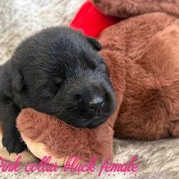 Pink collar - Black female German Shepherd puppy in Canterbury, Connecticut from Nachtwaechter German Shepherds, LLC