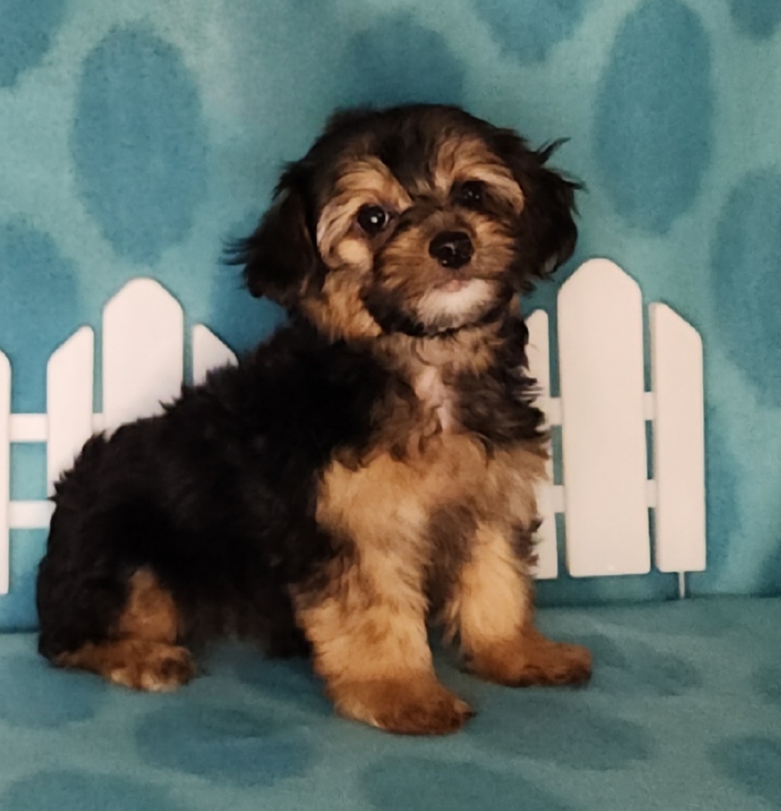 Puppy Girl 2 - Black and tan female Yorkipoo puppy in Sequim, Washington from Spirit Valley Family