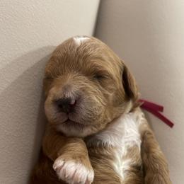 Goldendoodle Puppies from Graystone Doodles