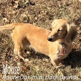 Mouse - Dachshund