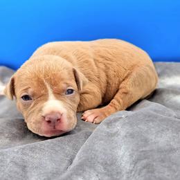 Girl 6 - Lilac tri-color female American Bully puppy in Lexington, Kentucky from Deuce's Den