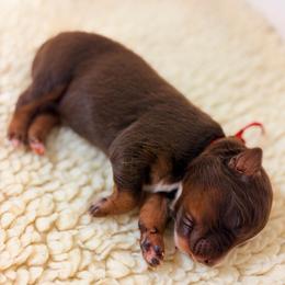 Power Ranger - Red Collar - Red tri-color male Australian Shepherd puppy in San Marcos, California from Faith Family Freedom Farm