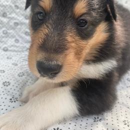 Carla - Black white and tan female Collie puppy in Yulee, Florida from Three Collie Farm