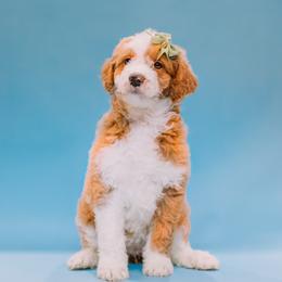 Aussiedoodle and Labradoodle Puppies from Doodles on Duty