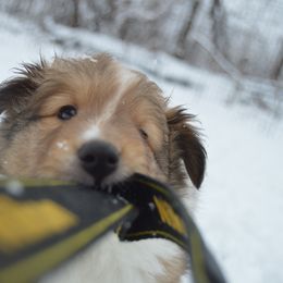 Shetland Sheepdog Puppies from Sunny Shelties