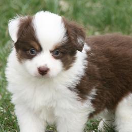 Colt - Red tri male Miniature Australian Shepherd puppy in Fairview, South Dakota from Dakota Toy Aussies