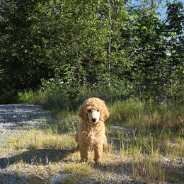 Yellow - Apricot male Poodle puppy in Orting, Washington from Coplar Creek Standard Poodles