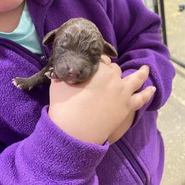 Girl 1 - Cafe female Labradoodle puppy in Craig, Nebraska from Top Knot Companions Poodles and Labradoodles