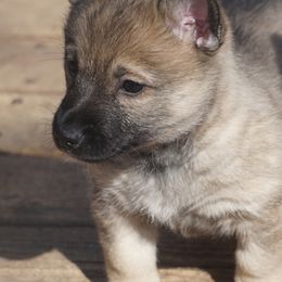 Swedish Vallhunds from Maena Swedish Vallhunds