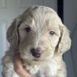 Milky Way - Cream male Goldendoodle puppy in Waterford, California from Alvdoodles