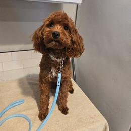 Remi - Goldendoodle