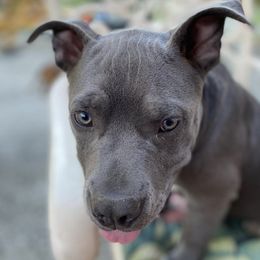 American Bullies from SheShed Bully Camp