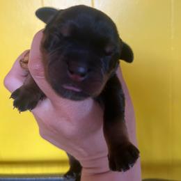 Yellow - Black and mahogany female Rottweiler puppy in Mancelona, Michigan from Nicolle Stone