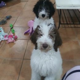 Poodle Puppies from Standard Poodles of Eason Farm