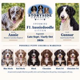 Aussiedoodle puppies from Storyside Kennels