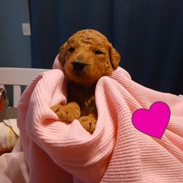 Pink - Apricot female Poodle puppy in Big Rapids, Michigan from Meeker's Ridge Standard Poodles