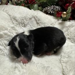 Girl 4 - Black and white female Border Collie puppy in Jonesboro, Arkansas from Hampton Border Collies