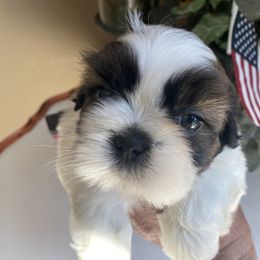 Boy 4 Alfie - Tricolor male Shih Tzu puppy in Troy, Michigan from "Shihtzu Best Friend"