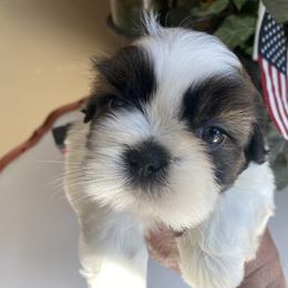 Boy 4 Alfie - Tricolor male Shih Tzu puppy in Troy, Michigan from "Shihtzu Best Friend"