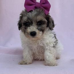Abby - Parti female Maltipoo puppy in Berea, Kentucky from Blair’s Furry Friends