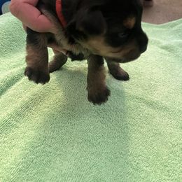 Girl 3 - Yorkshire Terrier puppy from Huntington Yorkies