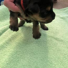 Girl 3 - Yorkshire Terrier puppy from Huntington Yorkies