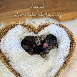 Lugnut - Phantom male Bernedoodle puppy in Grove, Oklahoma from Guinn Family Farms