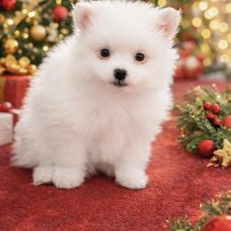 Sugar - White male Pomeranian puppy in Mc Henry, Illinois from Pomeranians