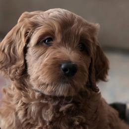 Goldendoodles from Elevated Goldendoodles