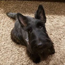 Willy - Scottish Terrier
