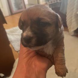 Buster Brown - White and tan male Russell Terrier puppy in Orange, Virginia from Woodside