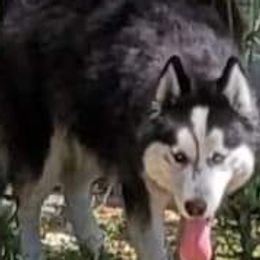 Storm - Siberian Husky