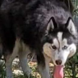Storm - Siberian Husky