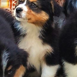 Australian Shepherd Puppies from Winsome Aussies