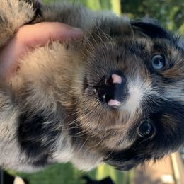 Australian Shepherd Puppies from Bunkhouse aussies