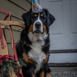 Bernedoodle and Bernese Mountain Dog Puppies from Bernese By Barzees
