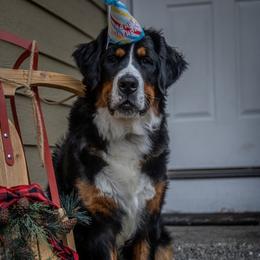 Bernedoodle and Bernese Mountain Dog Puppies from Bernese By Barzees