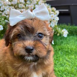 Hannah - Gold sable female Havapoo puppy in Loveland, Colorado from Littledoodles2love