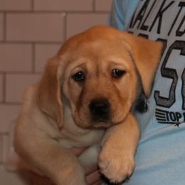 Golden Retriever and Labrador Retriever Puppies from BlueMittn Retievers