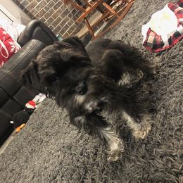Miniature Schnauzers from Anderson Acre