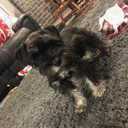 Miniature Schnauzers from Anderson Acre