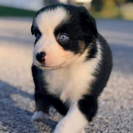 Tide AKC - Black tri-color male Australian Shepherd puppy in Polk City, Florida from Skaky Shepherds