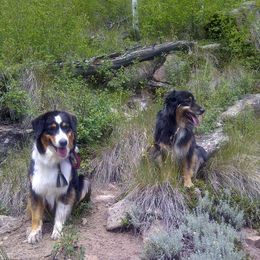 Australian Shepherd All Grown Up from Aerie Ranch