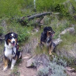 Australian Shepherd All Grown Up from Aerie Ranch