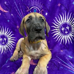 Cameron - Fawn female Great Dane puppy in Longview, Texas from Noctua Kennels