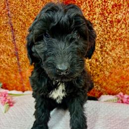 Girl 7 - female Aussiedoodle puppy in Marshall, Arkansas from Buffalo River Puppies
