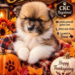 Salem - Chocolate parti male Pomeranian puppy in Gun Barrel City, Texas from Petite Poms