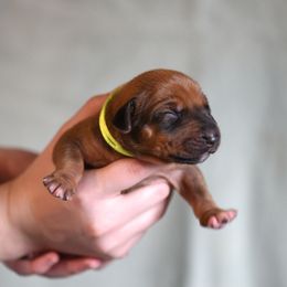 Mr. Lime - Rhodesian Ridgeback puppy from Rhoxwood Kennel