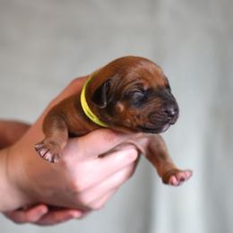 Mr. Lime - Rhodesian Ridgeback puppy from Rhoxwood Kennel
